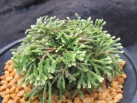 平成錦　（4.5号プラ）