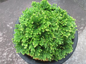 画像3: 鳳明殿　（4.5号プラ）