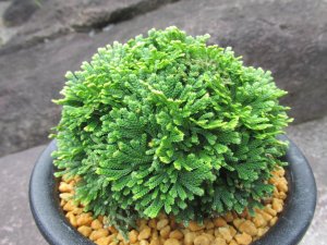 画像1: 鳳明殿　（4.5号プラ）