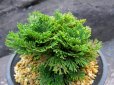 画像1: 皇輝　（4.5号プラ） (1)