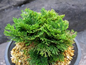 画像1: 皇輝　（4.5号プラ）