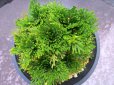 画像3: 皇輝　（4.5号プラ） (3)