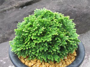 画像2: 鳳明殿　（4.5号プラ）