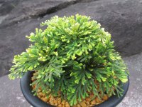 彩ノ王　（5号プラ）