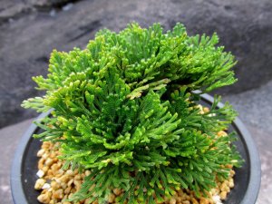 画像2: 皇輝　（4.5号プラ）