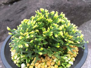 画像2: イワヒバ珍稀種【神楽】（4.5号プラ鉢）