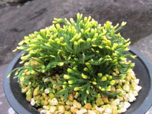 画像1: イワヒバ珍稀種【神楽】（4.5号プラ鉢）