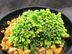 画像1: イワヒバ【王妃墨絵（墨絵黄冠タイプA) 】（3号プラ）