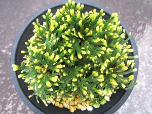 画像3: イワヒバ珍稀種【神楽】（4.5号プラ鉢）