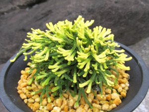画像1: イワヒバ珍稀種【春日局】（4.5号プラ鉢）
