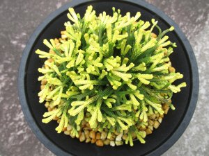 画像3: イワヒバ珍稀種【春日局】（4.5号プラ鉢）