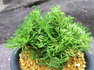 画像1: 小天狗ノ斑　（5号プラ）