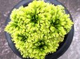画像3: イワヒバ珍稀種【雲雀】（5号化粧鉢） (3)