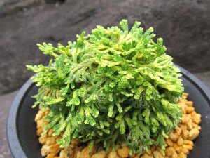画像2: 古金襴　（4.5号プラ）