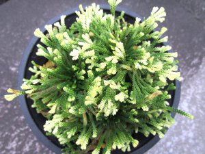 画像3: 尾張富士　（4.5号プラ）