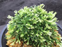 不二ノ旭　（4.5号プラ）