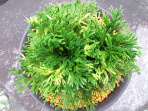 画像3: 万華鏡　（6号プラ）