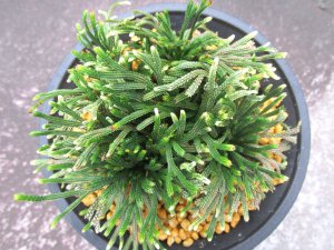 画像3: 白凰殿（綾鷹）　（4.5号プラ）