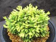 画像2: 三恵ノ華　（4.5号プラ） (2)