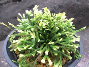 画像2: 尾張富士　（4.5号プラ）
