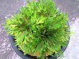画像3: 墨玉錦　（5号プラ） (3)