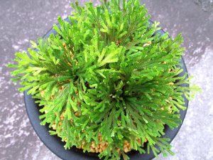 画像3: 墨玉錦　（5号プラ）