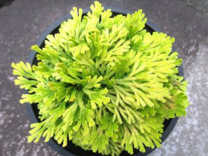 画像3: 栄獅子　（4.5号プラ）