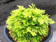 画像1: 栄獅子　（4.5号プラ） (1)