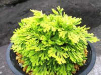 栄獅子　（4.5号プラ）