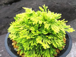 画像1: 栄獅子　（4.5号プラ）