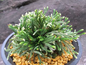 画像1: 白凰殿（綾鷹）　（4.5号プラ）