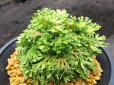 画像1: 古金襴　（4.5号プラ） (1)
