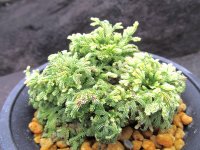 天照冠　（4号プラ）