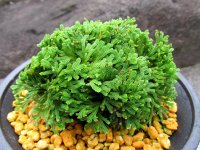 紫玉　（4.5号プラ）
