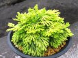 画像2: 栄獅子　（4.5号プラ） (2)