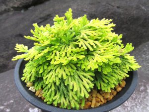 画像2: 栄獅子　（4.5号プラ）