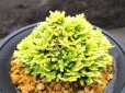 画像1: 華金襴　（4号プラ） (1)