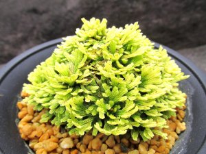 画像1: 華金襴　（4号プラ）