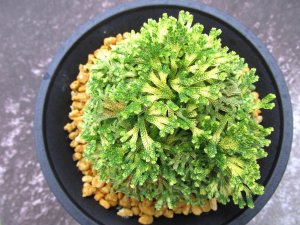 画像3: 古金襴　（4.5号プラ）