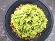 画像3: 華金襴　（4号プラ） (3)