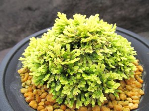 画像2: 華金襴　（4号プラ）