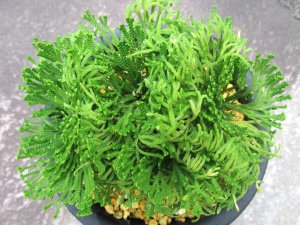 画像2: 小天狗ノ斑　（5号プラ）