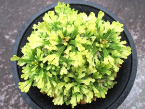 画像3: 三恵ノ華　（4.5号プラ）