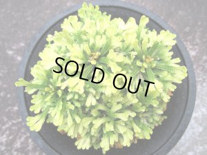 画像3: 三恵ノ華　（4.5号プラ）