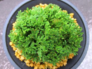 画像3: 紫玉　（4.5号プラ）