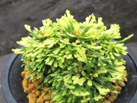 三恵ノ華　（4.5号プラ）