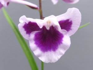 画像1: 羽蝶蘭選別花