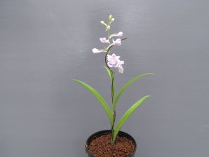 画像2: 羽蝶蘭選別花