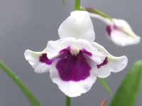 羽蝶蘭選別花