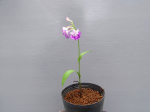 画像2: 羽蝶蘭選別花